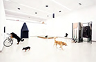 Gassi Gassi / Kunsthalle Nexus / 2017 Gassi Gassi / Kunsthalle Nexus / 2017
