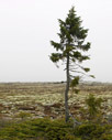 "CHOREOGRAPHY OF THE TREES", 